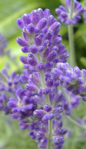 Lavender Oil (France)