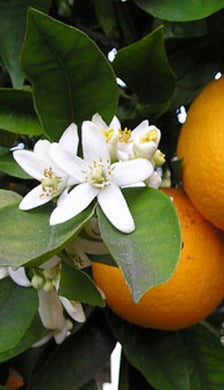Orange Blossom Fragrance Oil