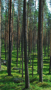 Pine Forest Fragrance Oil